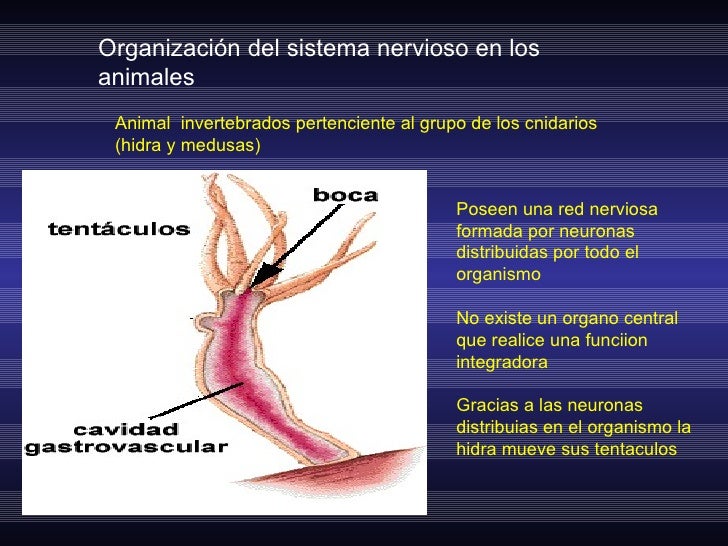 Por que soy tan nervioso