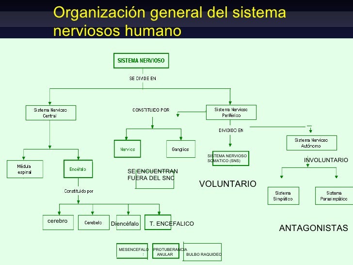 Sistema nervioso y Neuronas