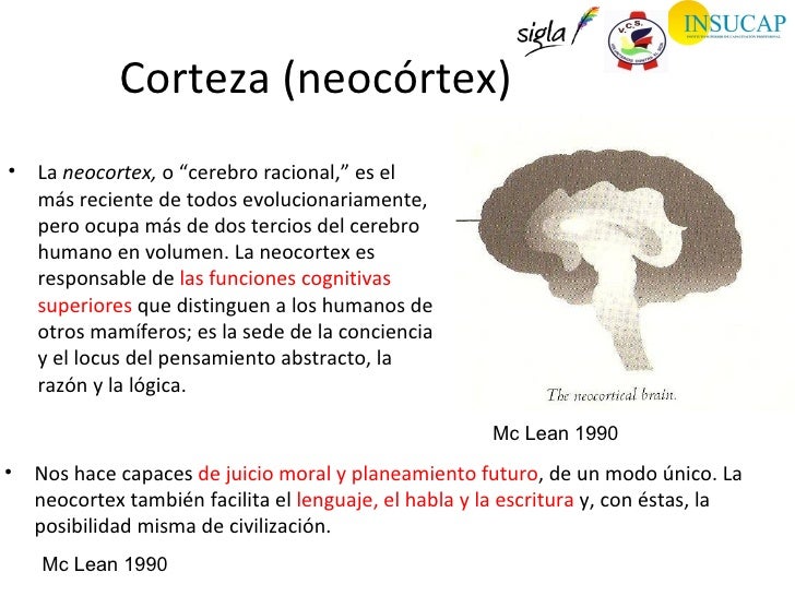 Qué Es El Neocórtex | Neocórtex (cerebro): estructura y funciones – WPBANU