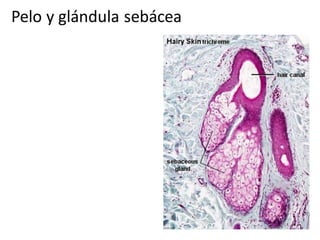 Pelo y glándula sebácea
 