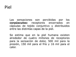 Piel
Las sensaciones son percibidas por los
corpúsculos: receptores encerrados en
cápsulas de tejido conjuntivo y distribuidos
entre las distintas capas de la piel.
Se estima que en la piel humana existen
alrededor de cuatro millones de receptores
para la sensación de dolor, 500 mil para la
presión, 150 mil para el frío y 16 mil para el
calor.
 