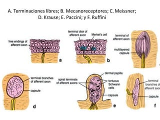 A. Terminaciones libres; B. Mecanoreceptores; C. Meissner;
D. Krause; E. Paccini; y F. Ruffini
 