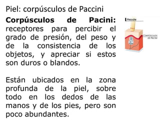 Piel: corpúsculos de Paccini
Corpúsculos de Pacini:
receptores para percibir el
grado de presión, del peso y
de la consistencia de los
objetos, y apreciar si estos
son duros o blandos.
Están ubicados en la zona
profunda de la piel, sobre
todo en los dedos de las
manos y de los pies, pero son
poco abundantes.
 