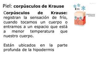 Piel: corpúsculos de Krause
Corpúsculos de Krause:
registran la sensación de frío,
cuando tocamos un cuerpo o
entramos a un espacio que está
a menor temperatura que
nuestro cuerpo.
Están ubicados en la parte
profunda de la hipodermis
 
