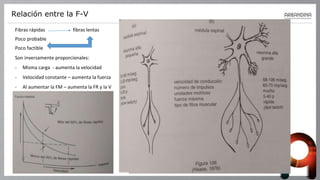 Relación entre la F-V
Fibras rápidas fibras lentas
Poco probable
Poco factible
Son inversamente proporcionales:
- Misma carga - aumenta la velocidad
- Velocidad constante – aumenta la fuerza
- Al aumentar la FM – aumenta la FR y la V
 