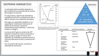 SISTEMAS ENERGETICO
La velocidad máxima también depende en
gran medida de la cuantía del tipo de reserva
de energía en el músculo.
En cargas bajas y máximas de velocidad el
metabolismo del ATP se multiplica por 500 o
600 en relación a las condiciones de reposo.
Ello exige una capacidad metabólica y una
capacidad de movilización máximas en el
ámbito de las enzimas- hormonas
(catecolaminas beta endorfinas – disminuye
el dolor y la fatiga-).
La reserva de CP genera resíntesis de ATP
logrando rendimiento mejores al final de un
juego; ya que se cargan en menos de 3
segundos; Sin embargo la presencia de O2 es
necesaria (descansos activos y resistencia de
base).
Con el aumento de enzimas, aumenta la
velocidad de contracción
1–2´´
ATP
2 – 8´´
ATP - CP
>8 ´´ Glucolítica
anaeróbica láctica
 