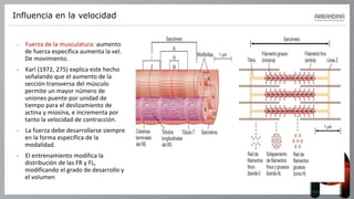 Influencia en la velocidad
- Fuerza de la musculatura: aumento
de fuerza específica aumenta la vel.
De movimiento.
- Karl (1972, 275) explica este hecho
señalando que el aumento de la
sección transversa del músculo
permite un mayor número de
uniones puente por unidad de
tiempo para el deslizamiento de
actina y miosina, e incrementa por
tanto la velocidad de contracción.
- La fuerza debe desarrollarse siempre
en la forma específica de la
modalidad.
- El entrenamiento modifica la
distribución de las FR y FL,
modificando el grado de desarrollo y
el volumen
 