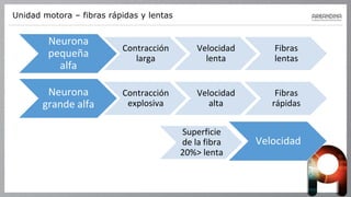 Unidad motora – fibras rápidas y lentas
Neurona
pequeña
alfa
Contracción
larga
Velocidad
lenta
Fibras
lentas
Neurona
grande alfa
Contracción
explosiva
Velocidad
alta
Fibras
rápidas
Velocidad
Superficie
de la fibra
20%> lenta
 