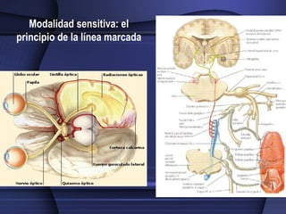 Linea Marcada Clase 4 - Receptores Sencitivos - Circuitos Neuronales Para El ...