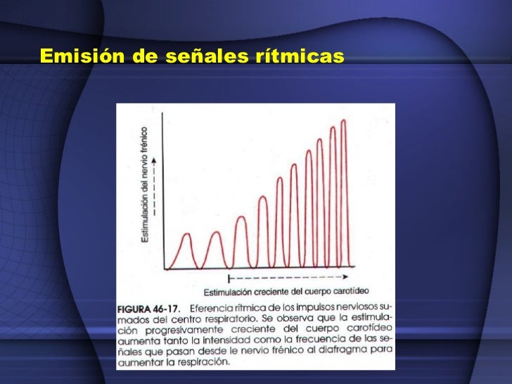 https://image.slidesharecdn.com/clase4-090714235313-phpapp02/95/clase-4-receptores-sencitivos-circuitos-neuronales-para-el-procesamiento-de-la-informacin-37-728.jpg?cb=1248042850