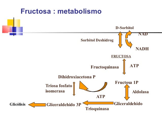 Intolerancia lactosa fructosa y sorbitol dieta