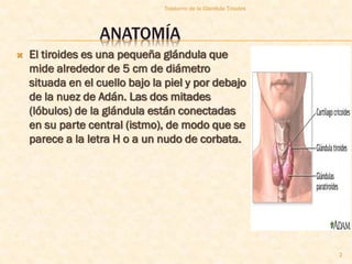 Trastorno de la Glandula Tiroides



                  ANATOMÍA
   El tiroides es una pequeña glándula que
    mide alrededor de 5 cm de diámetro
    situada en el cuello bajo la piel y por debajo
    de la nuez de Adán. Las dos mitades
    (lóbulos) de la glándula están conectadas
    en su parte central (istmo), de modo que se
    parece a la letra H o a un nudo de corbata.




                                                                    2
 