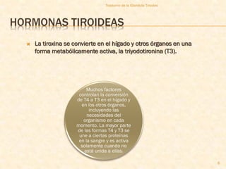 Trastorno de la Glandula Tiroides




HORMONAS TIROIDEAS
     La tiroxina se convierte en el hígado y otros órganos en una
      forma metabólicamente activa, la triyodotironina (T3).




                         Muchos factores
                      controlan la conversión
                     de T4 a T3 en el hígado y
                       en los otros órganos,
                           incluyendo las
                          necesidades del
                        organismo en cada
                     momento. La mayor parte
                     de las formas T4 y T3 se
                      une a ciertas proteínas
                      en la sangre y es activa
                       solamente cuando no
                        está unida a ellas.

                                                                      6
 