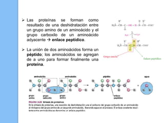  Las proteínas se forman como
resultado de una deshidratación entre
un grupo amino de un aminoácido y el
grupo carboxilo de un aminoácido
adyacente  enlace peptídico.
 La unión de dos aminoácidos forma un
péptido; los aminoácidos se agregan
de a uno para formar finalmente una
proteína.
 