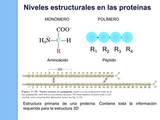 R2R1 R3 R4
Aminoácido Péptido
MONÓMERO POLÍMERO
Estructura primaria de una proteína: Contiene toda la información
requerida para la estructura 3D
Niveles estructurales en las proteínas
 
