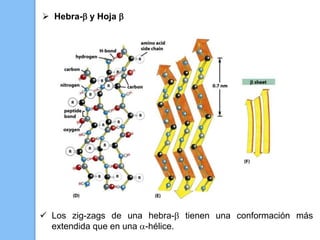  Hebra- y Hoja 
 Los zig-zags de una hebra- tienen una conformación más
extendida que en una a-hélice.
 