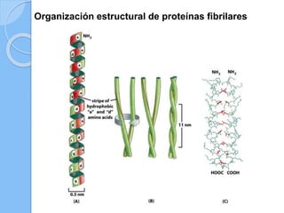 Organización estructural de proteínas fibrilares
 