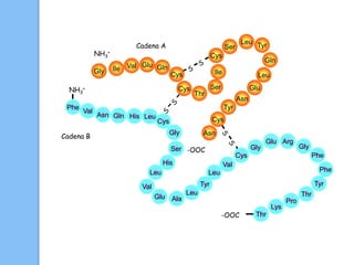Cadena A
-OOC
-OOC
Gly Ile Val Glu Gln
Cys
Cys
Cys
Thr
Ser
Ile
Ser
Leu Tyr
Gln
Leu
Glu
Asn
Tyr
Cys
Asn
NH3
+
Val
Asn Gln His Leu
Gly
Cys
Ser
His
Leu
Val
Glu Ala
Leu
Tyr
Leu
Val
Cys
Gly
Glu Arg
Gly
Phe
Phe
Tyr
Thr
Pro
Lys
Thr
Cadena B
Phe
NH3
+
 