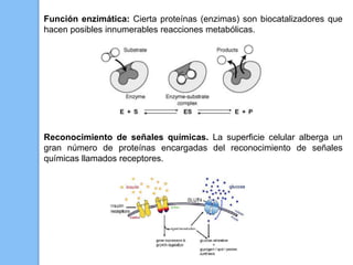 Función enzimática: Cierta proteínas (enzimas) son biocatalizadores que
hacen posibles innumerables reacciones metabólicas.
Reconocimiento de señales químicas. La superficie celular alberga un
gran número de proteínas encargadas del reconocimiento de señales
químicas llamados receptores.
 
