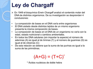 Ley de Chargaff
 En 1949 el bioquímico Erwin Chargaff analizó el contenido molar del
DNA de distintos organismos. De su investigación se desprenden 4
conclusiones:
• La composición de bases en el DNA varía entre organismos
• El DNA aislado desde distintos tejidos de un mismo organismo
presenta la misma composición de bases.
• La composición de bases en el DNA de un organismo no varía con la
edad, estado nutricional o cambios ambientales.
• En todos los DNA celulares (sin importar la especie) el número de
adeninas (A) es igual al de timinas (T) y el número de guaninas (G) es
igual al de citosinas (C)
• De esta relación se obtiene que la suma de las purinas es igual a la
suma de las pirimidinas.
(A+G) = (T+C)*
* Ácidos nucleicos de doble hebra
 