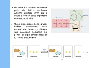  No todos los nucleótidos forman
parte de ácidos nucleicos.
Algunos existen libres en la
célula o forman parte importante
de otras moléculas.
 Otros nucleótidos tiene grupos
fosfato adicionales; estos
nucleótidos difosfato y trifosfato
son moléculas inestables que
portan energía almacenada en
forma de enlaces P-P.
 