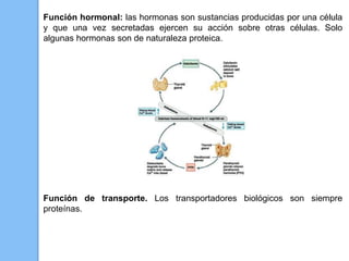 Función hormonal: las hormonas son sustancias producidas por una célula
y que una vez secretadas ejercen su acción sobre otras células. Solo
algunas hormonas son de naturaleza proteica.
Función de transporte. Los transportadores biológicos son siempre
proteínas.
 