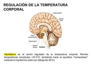 REGULACIÓN DE LA TEMPERATURA
CORPORAL
Hipotálamo es el centro regulador de la temperatura corporal. Permite
temperaturas constantes =37.0°C; tendiendo hacia el equilibrio “homeostasis”
evitando la hipotermia (valor por debajo de 35°C).
 