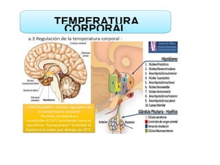TEMPERATURA
CORPORAL
 