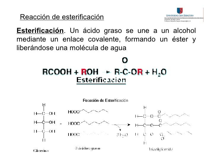 Lipidos