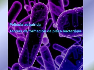 Película adquirida Teorías de formación de placa bacteriana 