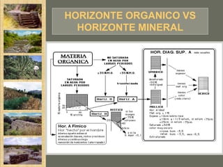 HORIZONTE ORGANICO VS
  HORIZONTE MINERAL
 