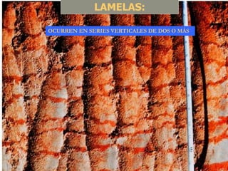 LAMELAS:

OCURREN EN SERIES VERTICALES DE DOS O MÁS
 
