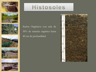 Suelos Orgánicos con más de
30% de materia orgánica hasta
40 cm de profundidad.
 