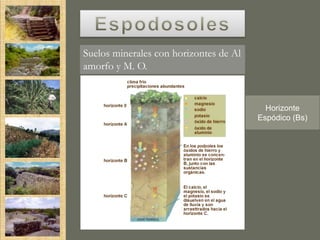 Suelos minerales con horizontes de Al
amorfo y M. O.


                                          Horizonte
                                        Espódico (Bs)
 