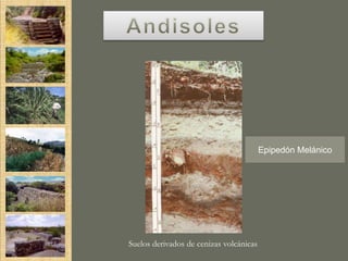 Epipedón Melánico




Suelos derivados de cenizas volcánicas
 