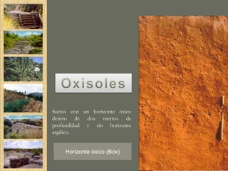 Suelos con un horizonte óxico
dentro de dos metros de
profundidad y sin horizonte
argílico.


    Horizonte óxico (Box)
 