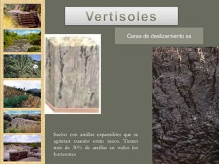 Vertisol
                                 Caras de deslizamiento ss




Suelos con arcillas expansibles que se
agrietan cuando están secos. Tienen
más de 30% de arcillas en todos los
horizontes
 