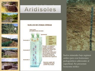 Aridisoles




             Suelos minerales bajo regimen
             arídico pero con horizontes
             pedogenéticos adicionales al
             superficial. No presentan
             horizonte mólico
 