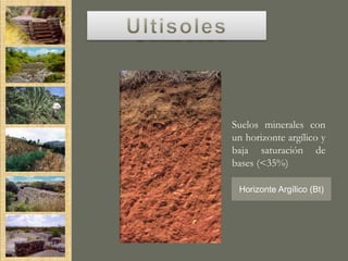 Suelos minerales con
un horizonte argílico y
baja saturación de
bases (<35%)

 Horizonte Argílico (Bt)
 