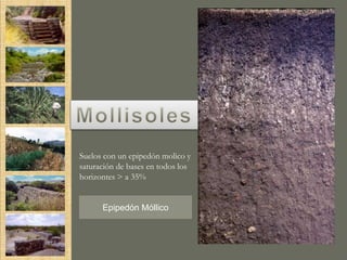 Suelos con un epipedón molico y
saturación de bases en todos los
horizontes > a 35%


      Epipedón Móllico
 