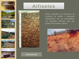 Suelos minerales con horizontes de
               iluviación de arcillas y saturación
               relativamente alta en profundidad,
               con humedad suficiente para que
               puedan desarrollarse cultivos.




Horizonte Bt
 