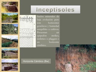 Suelos minerales de
           baja evolución pero
           con        horizontes
           genéticos y humedad
           asequibles a cultivos.
           Presentan          un
           epipedón      molico,
           úmbrico o plaggen o
           un          horizonte
           cámbico.




Horizonte Cámbico (Bw)
 