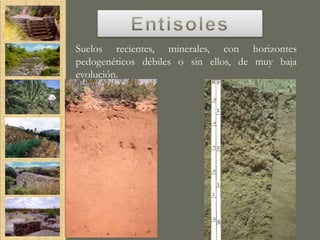 Entisoles
Suelos recientes, minerales, con horizontes
pedogenéticos débiles o sin ellos, de muy baja
evolución.
 
