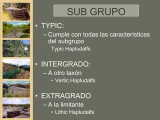 SUB GRUPO
• TYPIC:
  – Cumple con todas las características
    del subgrupo
     Typic Hapludalfs


• INTERGRADO:
  – A otro taxón
     • Vertic Hapludalfs


• EXTRAGRADO
  – A la limitante
     • Lithic Hapludalfs
 