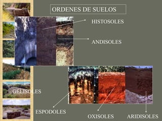 ORDENES DE SUELOS
                      HISTOSOLES


                      ANDISOLES




GELISOLES


       ESPODOLES
                     OXISOLES      ARIDISOLES
 