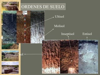 Vertisol
           ORDENES DE SUELO

                       Ultisol

                       Molisol

                           Inseptisol   Entisol




    Alfisol
 