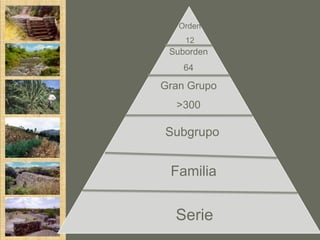 Orden
    12
 Suborden
    64

Gran Grupo
  >300

Subgrupo


 Familia


  Serie
 