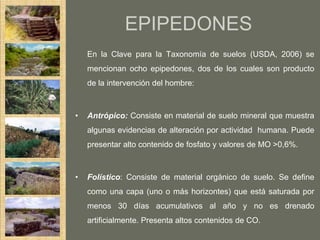 EPIPEDONES
    En la Clave para la Taxonomía de suelos (USDA, 2006) se
    mencionan ocho epipedones, dos de los cuales son producto
    de la intervención del hombre:



•   Antrópico: Consiste en material de suelo mineral que muestra
    algunas evidencias de alteración por actividad humana. Puede
    presentar alto contenido de fosfato y valores de MO >0,6%.



•   Folístico: Consiste de material orgánico de suelo. Se define
    como una capa (uno o más horizontes) que está saturada por
    menos 30 días acumulativos al año y no es drenado
    artificialmente. Presenta altos contenidos de CO.
 