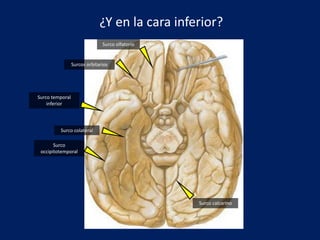Surco
occipitotemporal
Surco colateral
Surco olfatorio
Surcos orbitarios
Surco temporal
inferior
Surco calcarino
¿Y en la cara inferior?
 