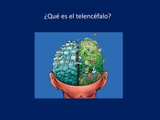 ¿Qué es el telencéfalo?
 